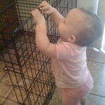 Playing with Carson's kennel