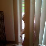 Vertical blind fun!