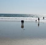 A Day at Santa Monica Beach 4