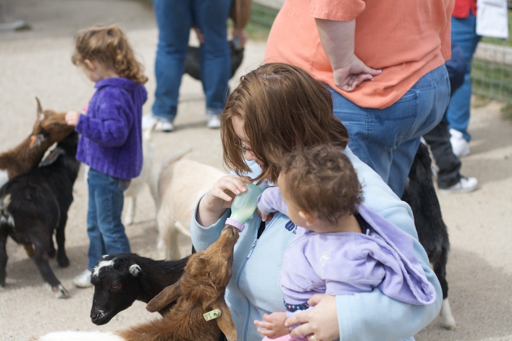 Baby Goat Feeding 5