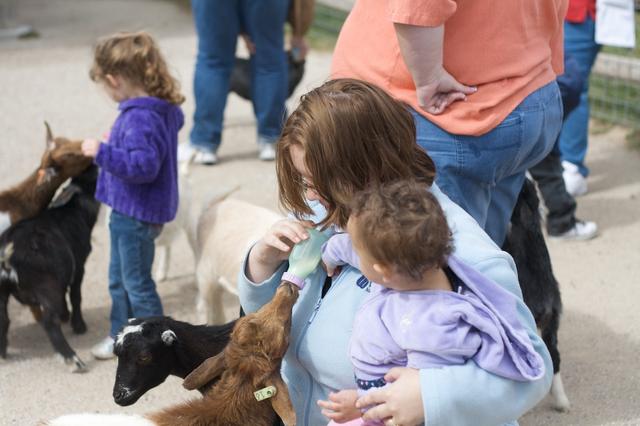 Baby Goat Feeding 5