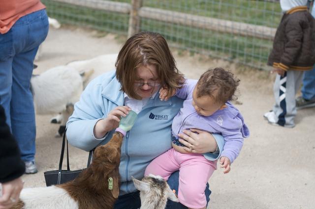 Baby Goat Feeding 8