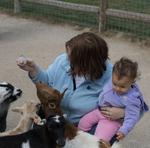 Baby Goat Feeding 10