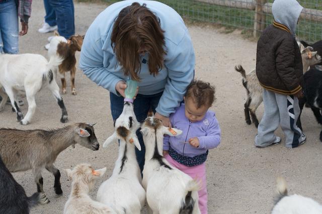 Baby Goat Feeding 11