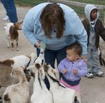 Baby Goat Feeding 12