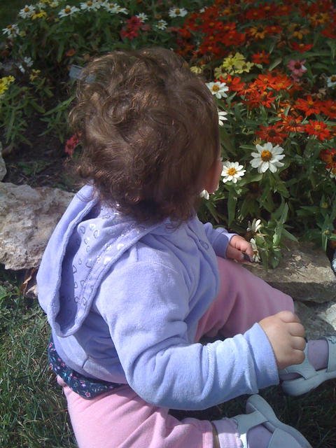 Pretty flowers