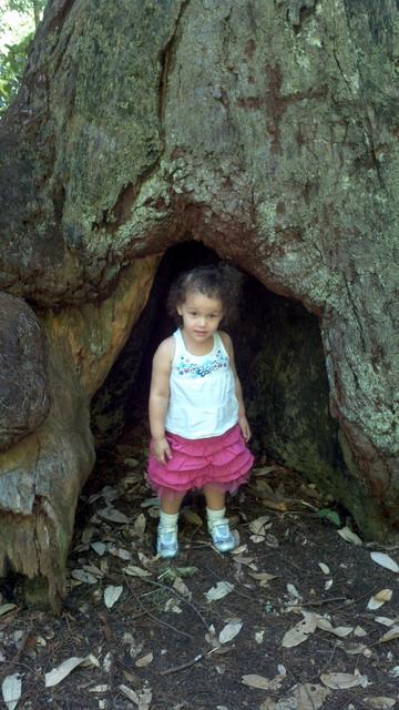 In the Tree 1