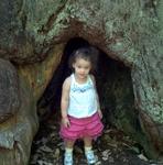 In the Tree 1