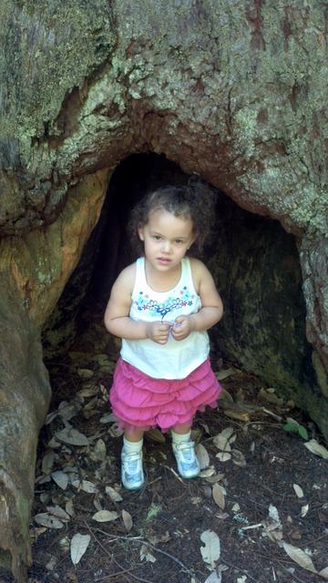 In the Tree 4