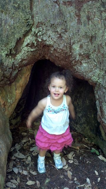 In the Tree 2
