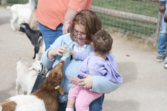 Baby Goat Feeding 7
