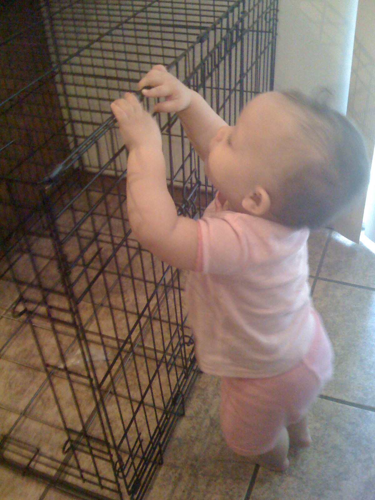 Playing with Carson's kennel