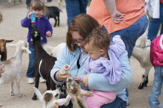 Baby Goat Feeding 1