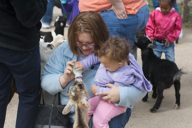 Baby Goat Feeding 3