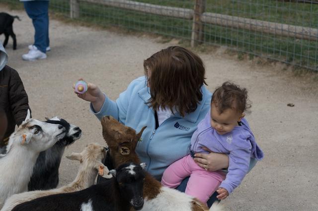 Baby Goat Feeding 10