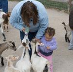 Baby Goat Feeding 11