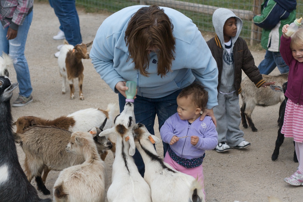 Baby Goat Feeding 12