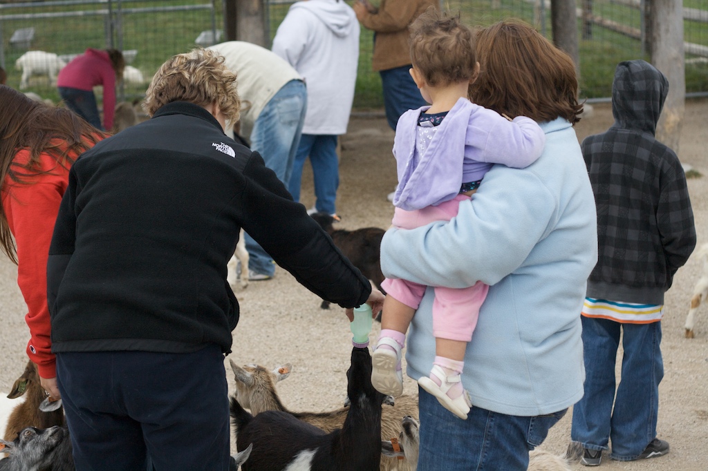 Baby Goat Feeding 13