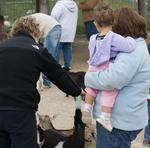 Baby Goat Feeding 13