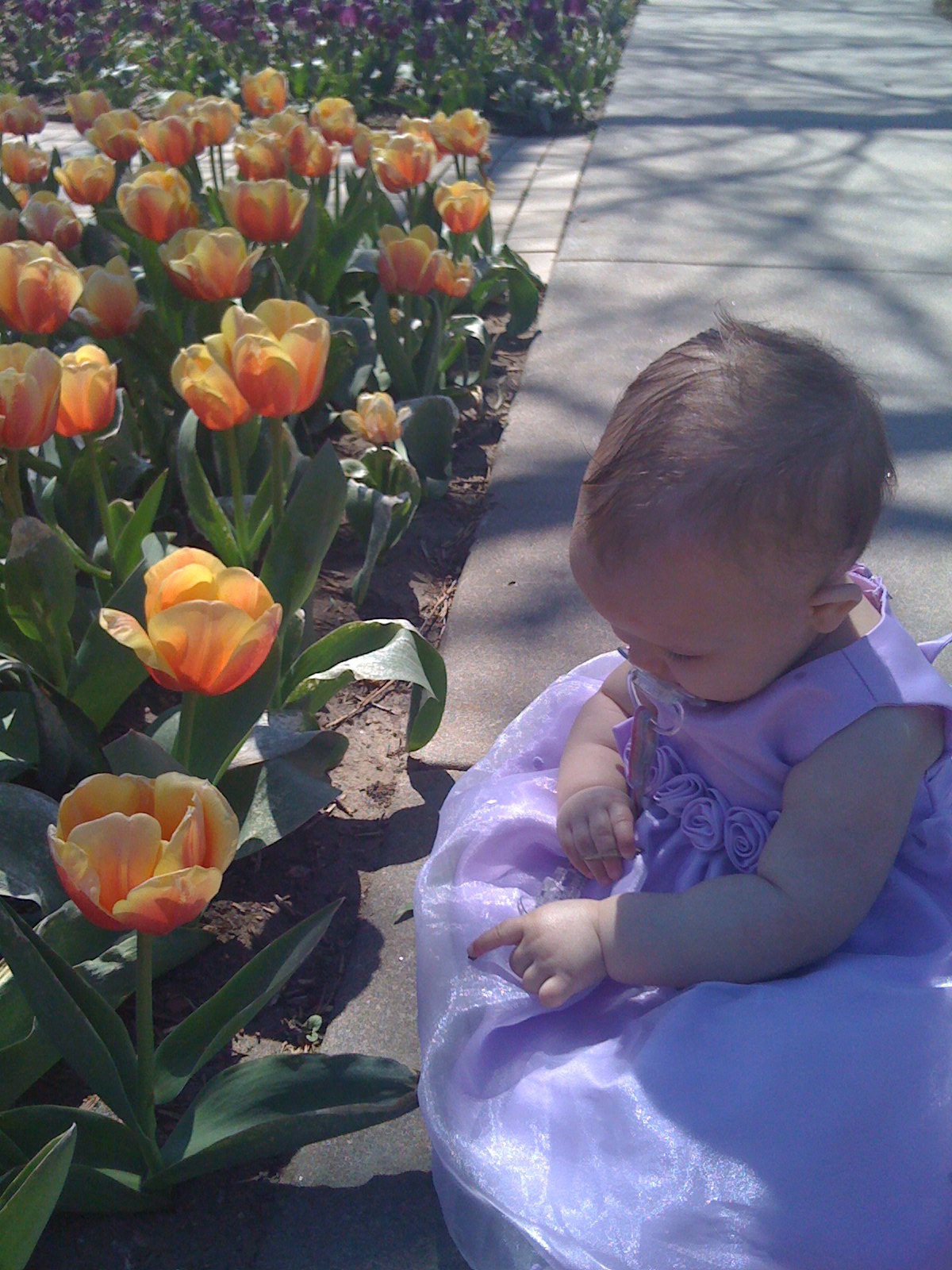 A Rose among the tulips!